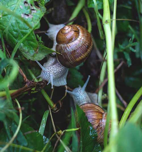 two snails crawling on green grass with big brown shells.